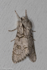Acronicta tota
