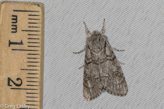 Acronicta tota