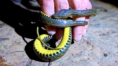 Johann's Keelback