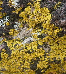 Candelina submexicana