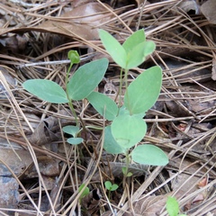 Clematis carrizoensis