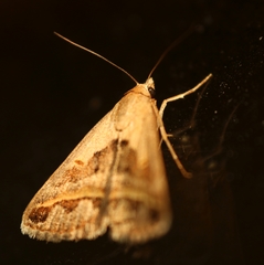 Acantholipes