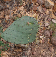 Opuntia chisosensis