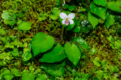Viola adenothrix