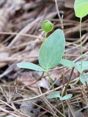 Clematis carrizoensis