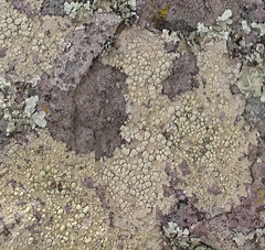 Pertusaria tejocotensis