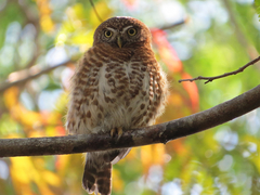 Glaucidium siju