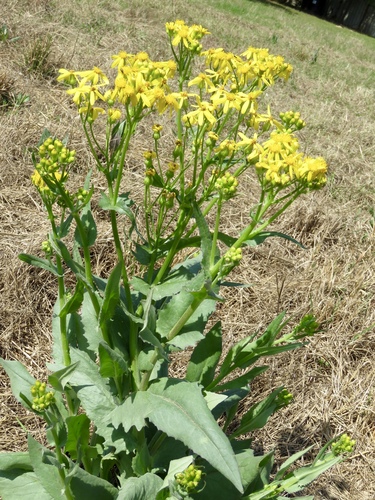 Senecio ampullaceus