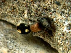 Ronisia brutia minoensis