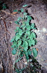 Pachycladon cheesemanii