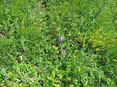 Genista tinctoria