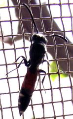 Sapyga quinquepunctata