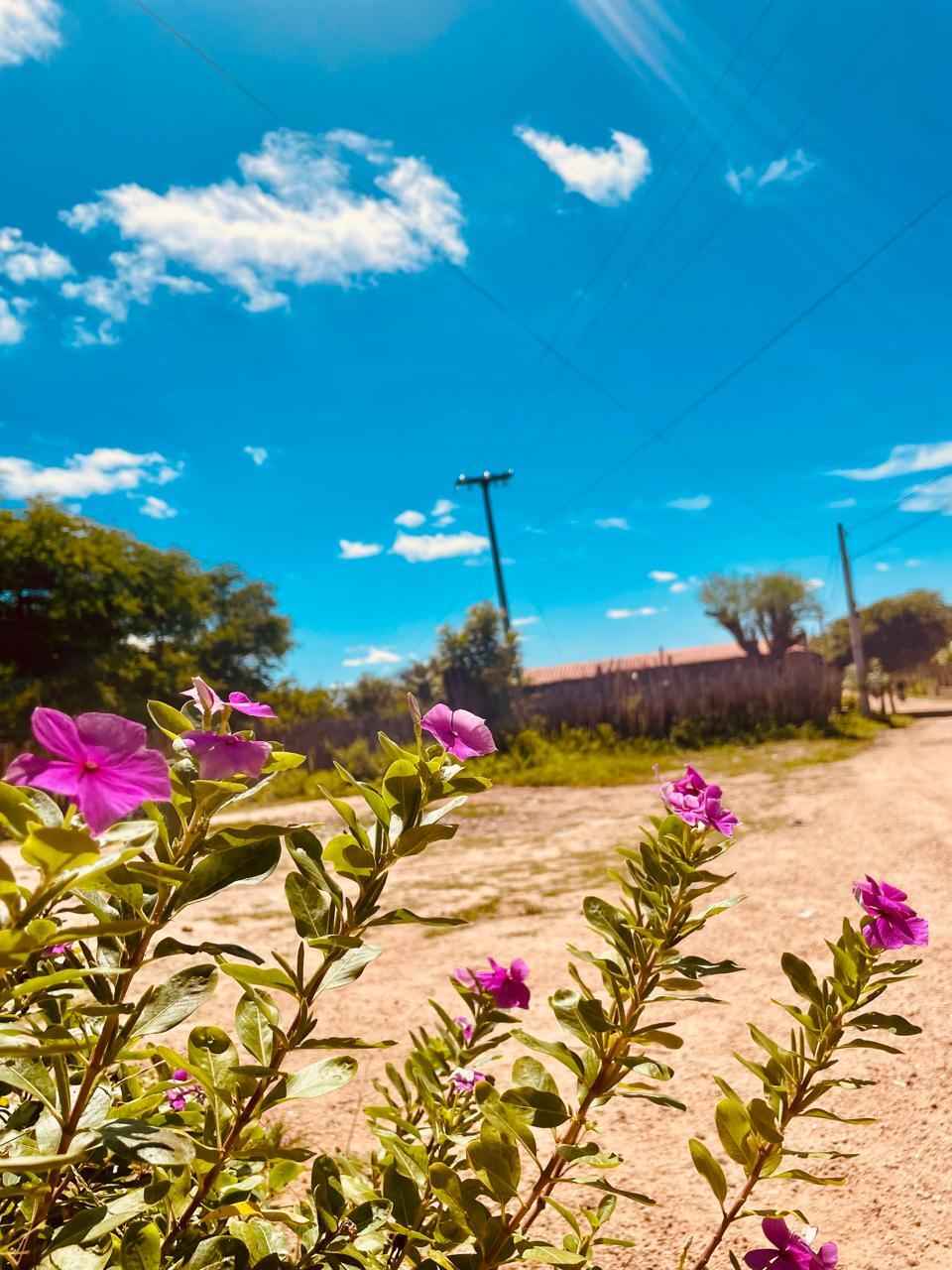Catharanthus roseus