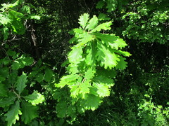 Quercus macranthera