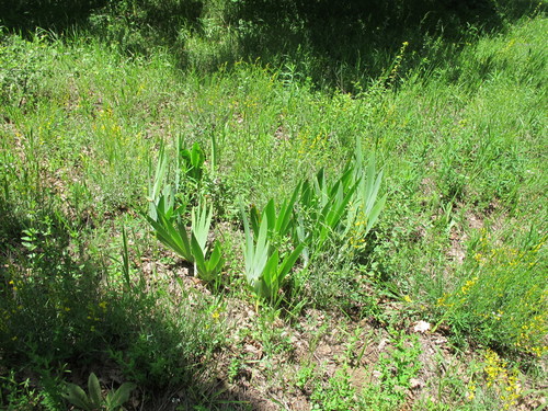 Iris imbricata, photograph 2