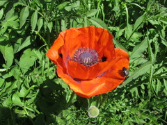 Papaver orientale