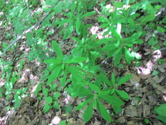Daphne mezereum