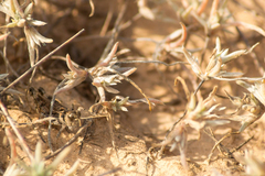 Dociostaurus kraussi