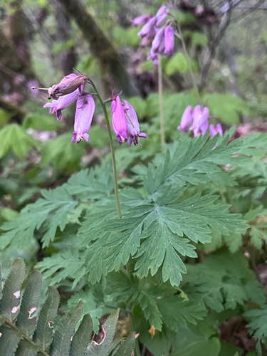 Pacific Bleeding Heart