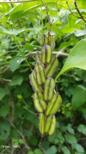 Dioscorea sambiranensis