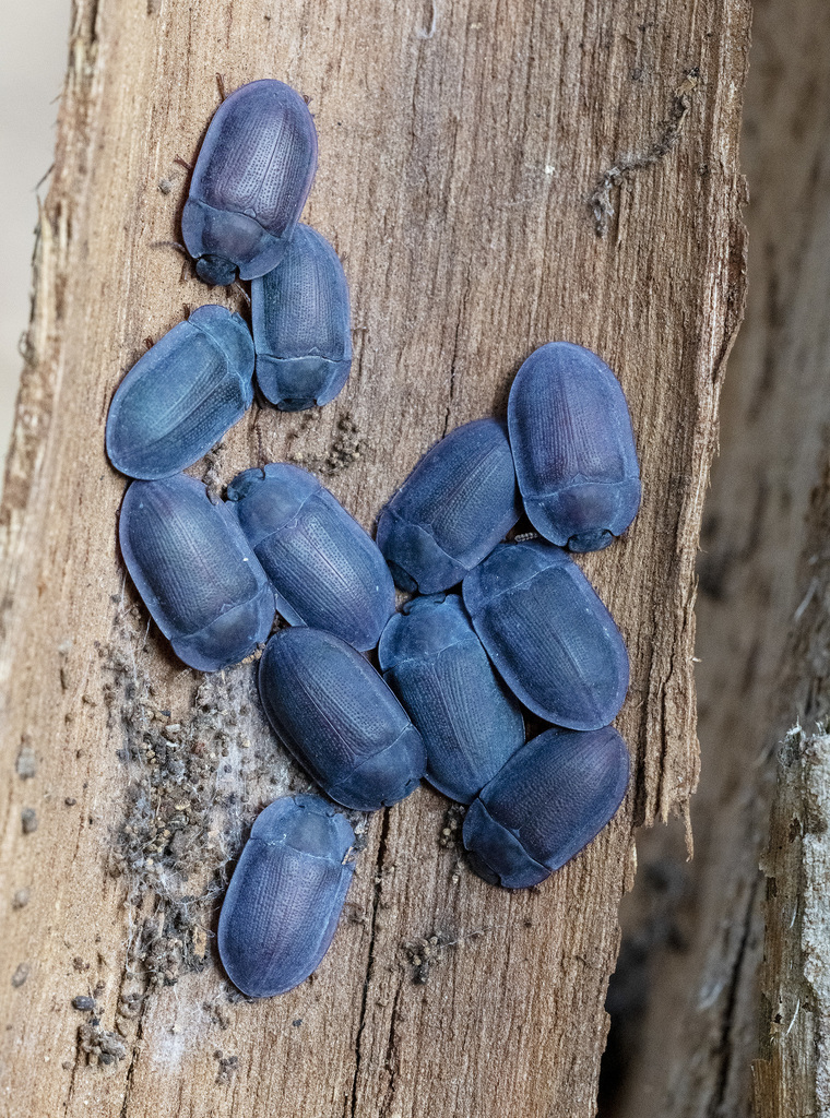 blue pie-dish beetles