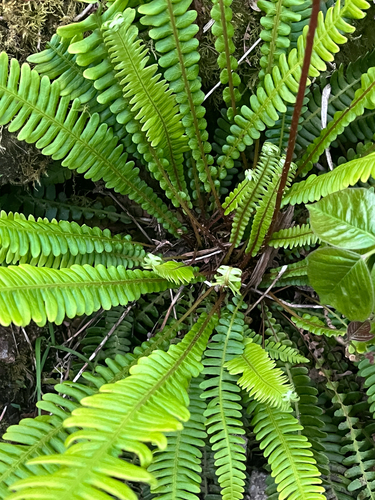 deer fern
