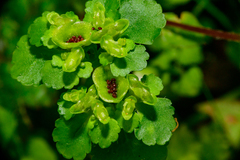 Chrysosplenium japonicum