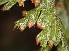 Hymenophyllum capillare