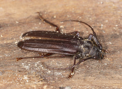 Toxeutes arcuatus