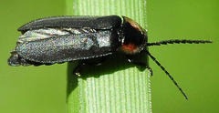 Pyropyga decipiens
