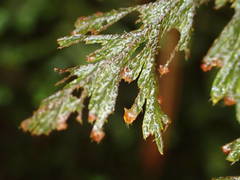 Hymenophyllum capillare