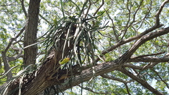 Selenicereus monacanthus