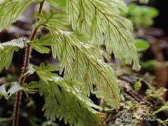 Hymenophyllum capillare