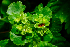 Chrysosplenium japonicum