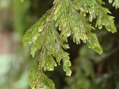 Hymenophyllum capillare