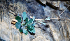 Pachycladon cheesemanii