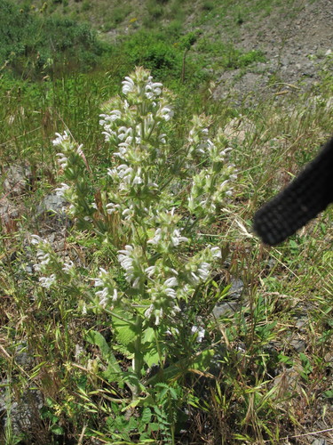 Image of Salvia verbascifolia by (c) Grzegorz Grzejszczak, some rights reserved (CC BY-SA)