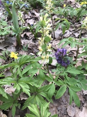 Corydalis cava marschalliana