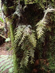 Hymenophyllum capillare