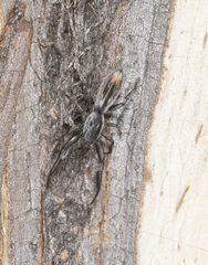 Holoplatys lhotskyi