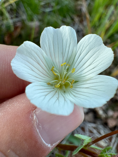 Limnanthes alba, photograph 5