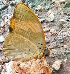 Euphaedra neophron