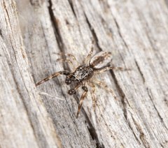 Holoplatys strzeleckii