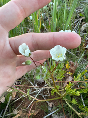 Limnanthes alba, photograph (c) Parker James Lloyd, some rights reserved (CC BY)
