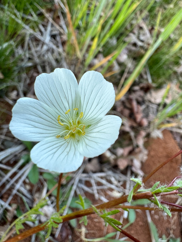 Limnanthes alba, photograph 4