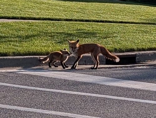 Red Fox photographed in Iowa