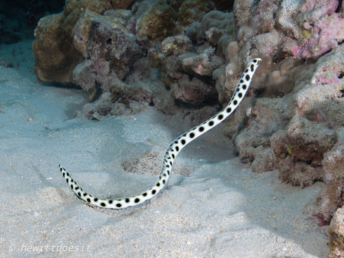 Myrichthys magnificus observed 2026-04-28
