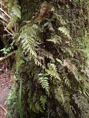 Hymenophyllum capillare