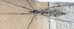 Tipula metacomet