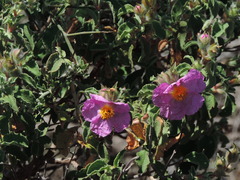 Cistus creticus eriocephalus
